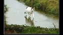 Oh my cat....