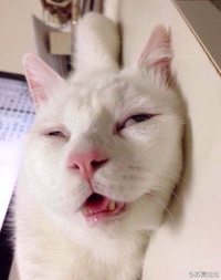 RzzZZzz 2
