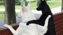 Chiens amis