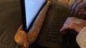 La chaleur des ordinateurs, cet aimant à chat