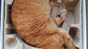 Emballage pour chat