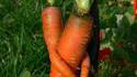 Des carottes