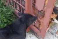 Y'a des chiens cons