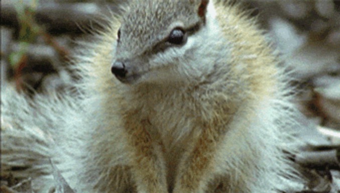 Connaissiez-vous le numbat ?