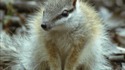 Connaissiez-vous le numbat ?