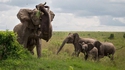 Qui est le plus fort, l'éléphant ou l'hippopotame ?