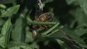 Une mante religieuse mange une abeille encore vivante