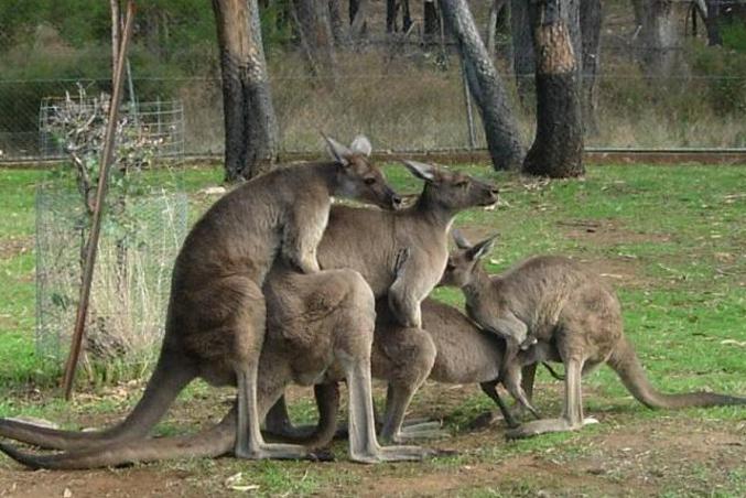Des kangourous qui passent le temps.