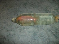 Poisson à l'abri 