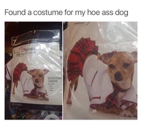 Cette chienne est une allumeuse