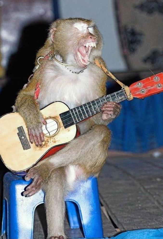 Un singe qui joue de la guitare.