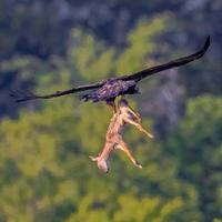 Un aigle royal capable de tuer et d'enlever un jeune cervidé