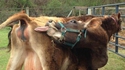 La vache, la vache