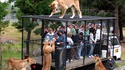 Safari ironique