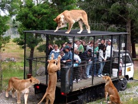 Safari ironique