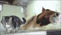 Chat et cheval