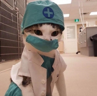 Chat cutrie 