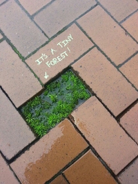 Forêt minuscule