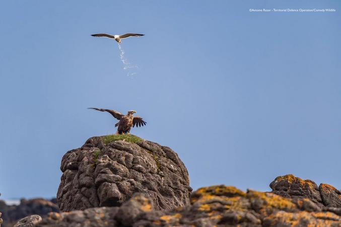 Je suis tombé par hasard sur la galerie des photos finalistes des "Comedy Wildlife 2025" et elles sont sympas, faites-y un tour.

=> https://www.comedywildlifephoto.com/gallery/finalists/2025_finalists.php