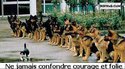 Chat courageux