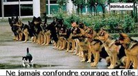 Chat courageux
