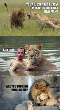 Divorce de lions
