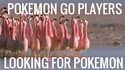 Joueurs de Pokémon GO cherchant un Pokémon rare