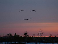 Smiley mouette