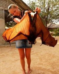 Big Bat