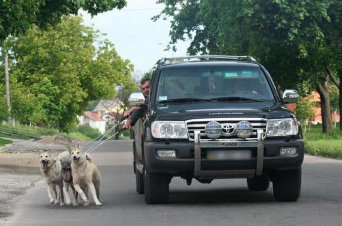 Un propriétaire de chiens qui les promène en voiture.