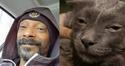 Snoop catty catt