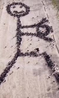 Artiste ornithophile