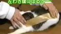 Scotcher un chat