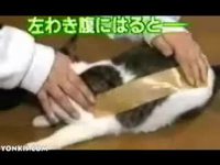 Scotcher un chat