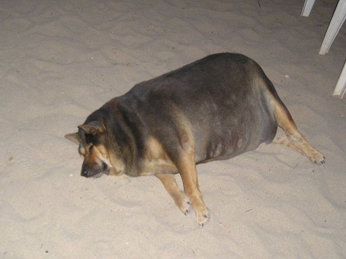 Un chien obèse.