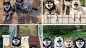 Troll canin