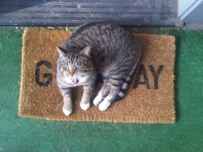 Un chat gay.