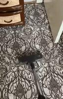 Chat et fillette terrifiés