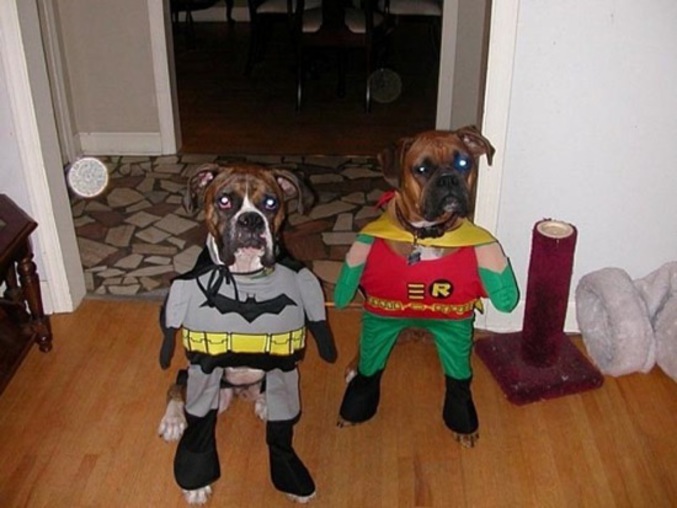 Deux chiens déguisés