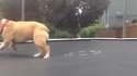Un chien découvre le trampoline