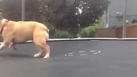 Un chien découvre le trampoline