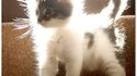 Chat statique