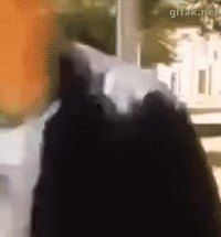 Burqa-tastrophe