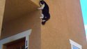 Spider-Cat 3