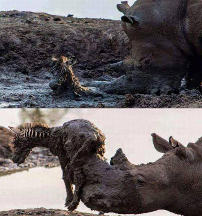 Un rhinocéros sauve un petit zèbre de la boue.