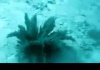 Créature sous-marine