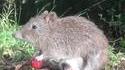 Potoroo