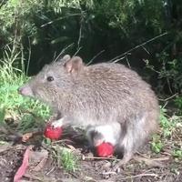 Potoroo