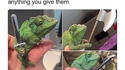 Un caméléon qui attrape tout ce qu'on lui tend