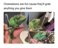 Un caméléon qui attrape tout ce qu'on lui tend